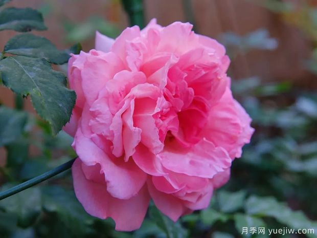 月季病虫害红蜘蛛白粉病黑斑病的防治及施肥技巧(图1) 月季病虫害红蜘蛛白粉病黑斑病的防治及施肥技巧(图1)