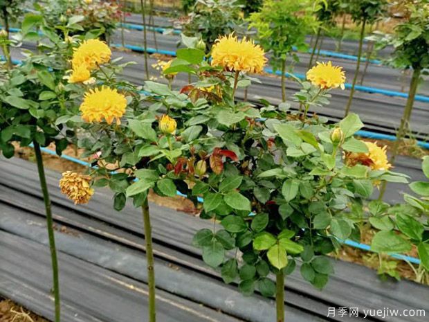 月季间隔多远种一颗最合适？月季间距的详细规划(图1)