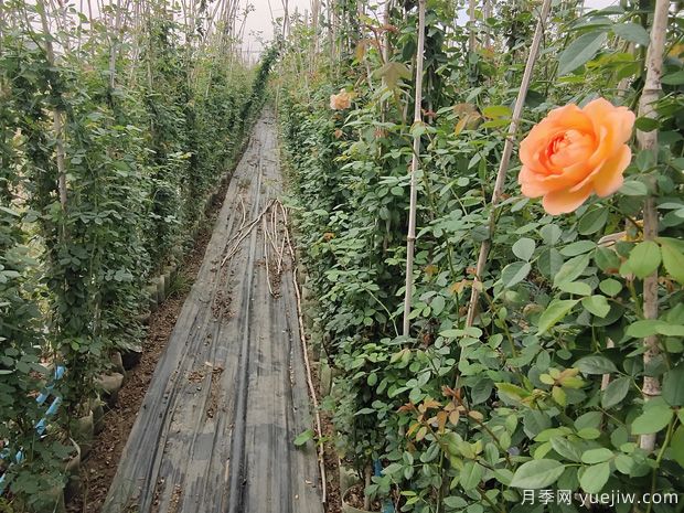 月季间隔多远种一颗最合适？月季间距的详细规划(图2)