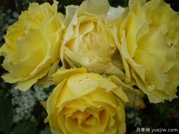 光滑巴特卡普月季(图3)