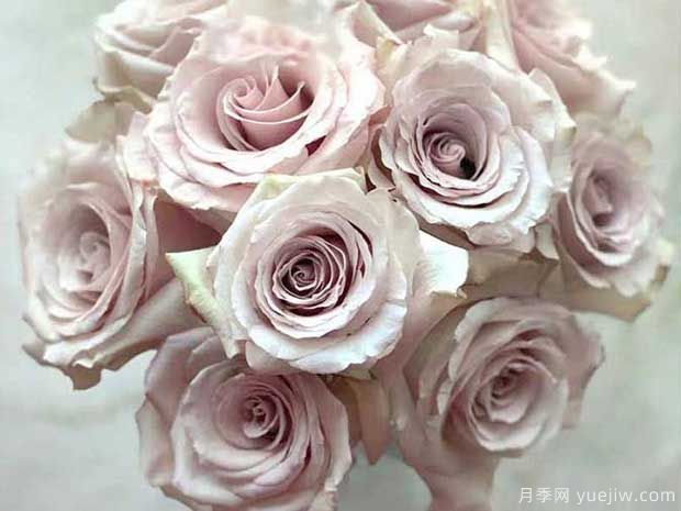 流沙月季的优缺点是什么?(图1) 流沙月季的优缺点是什么?(图1)