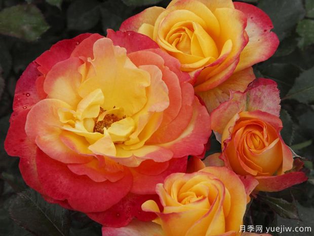 火焰之星月季/燃烧星辰月季(图1)