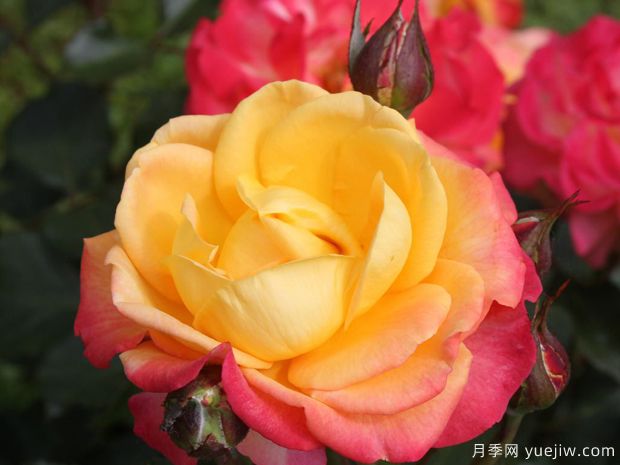 火焰之星月季/燃烧星辰月季(图2)