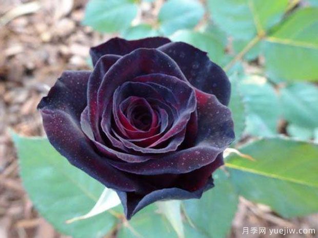 冷艳高贵，推荐5个浓香黑红色月季品种(图4)
