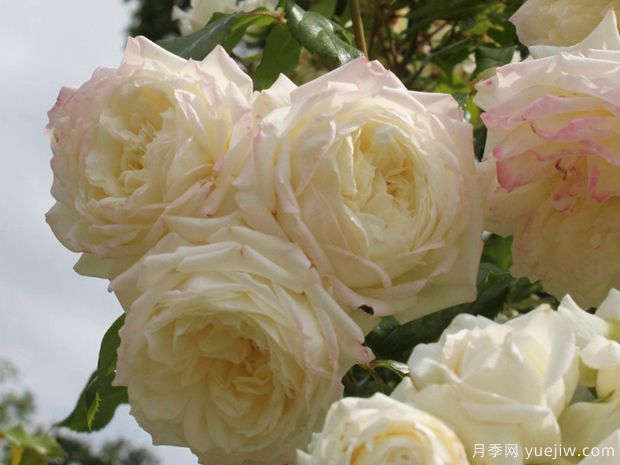 阿拉斯加月季/冰雪奇缘/雪国(图2)