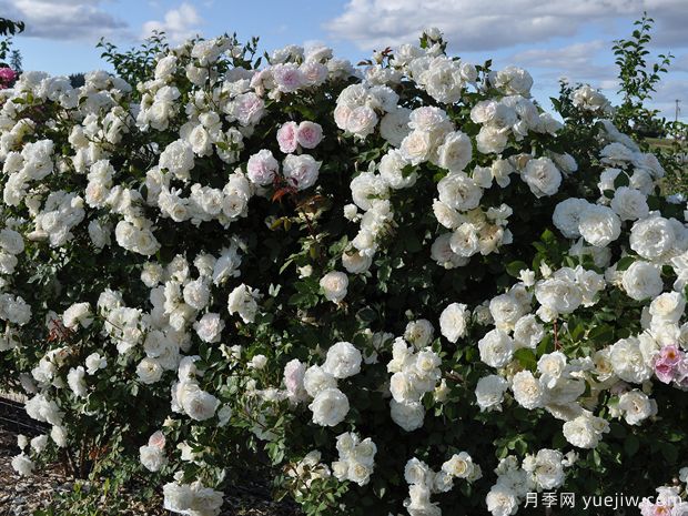 阿拉斯加月季/冰雪奇缘/雪国(图3)