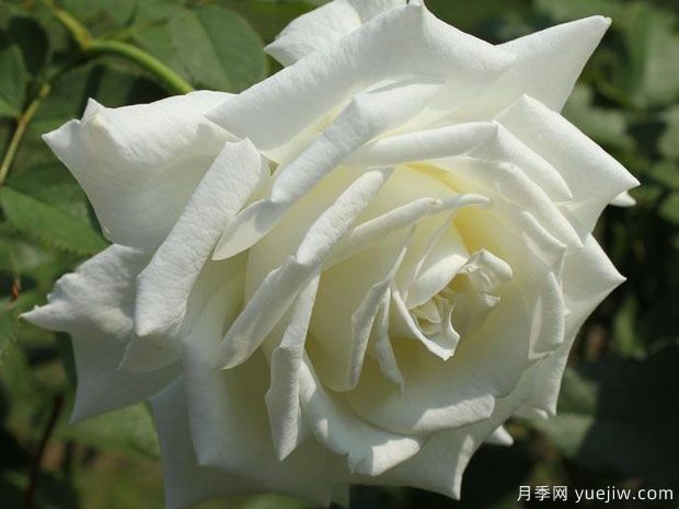 教皇约翰保罗二世月季(图3) 保罗二世月季/教皇约翰保罗二世(图2)