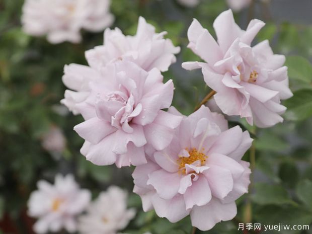 小咖啡月季(图1)