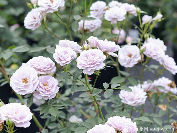 小咖啡月季(图2)