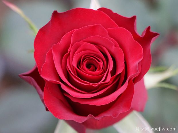 高原红月季(图1)