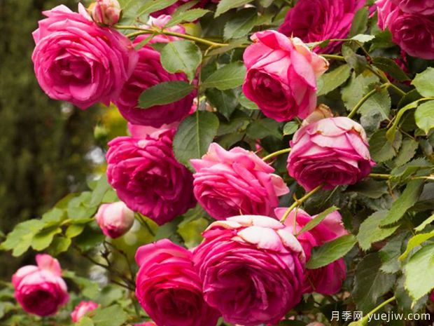 深粉龙沙宝石月季(图3)