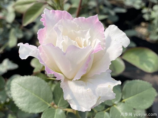 乐柏月季/勒布朗月季(图1)