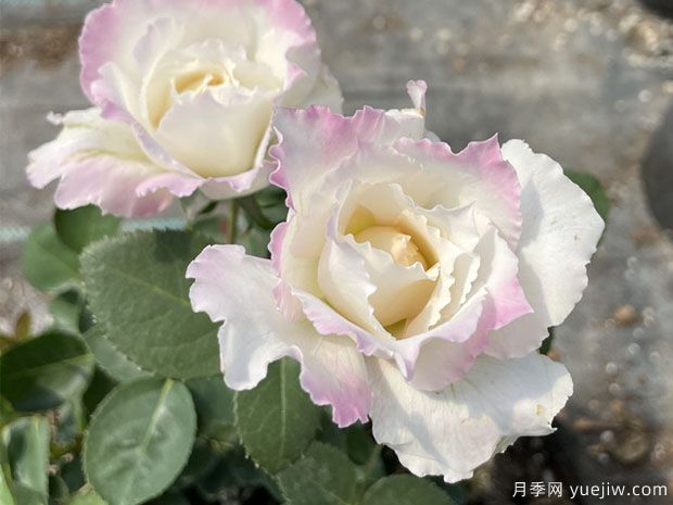 乐柏月季/勒布朗月季(图3)