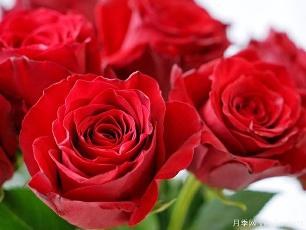 罗德斯月季(图2)