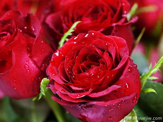 罗德斯月季(图3)