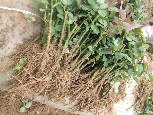 月季牙签苗过冬做好5件事,春天变中苗,开花多生长快(图2) 月季牙签苗过冬做好5件事,春天变中苗,开花多生长快(图2)