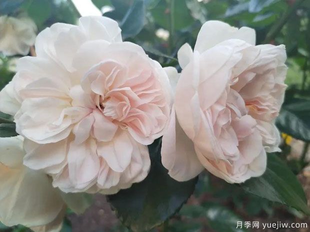 阿里阿德涅月季/阿丽雅德妮(图1)