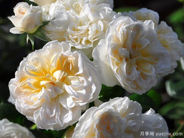 阿里阿德涅月季/阿丽雅德妮(图3)