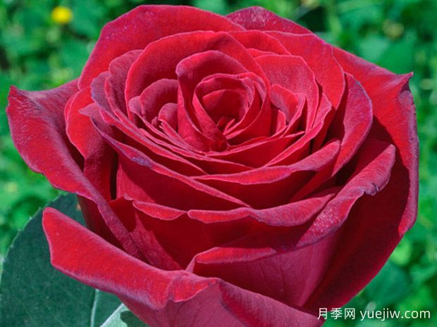 皇家花园月季(图1)