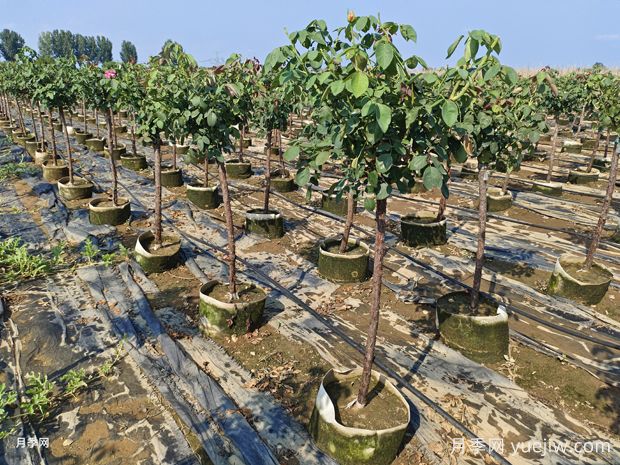 3公分地面控根月季树发货四川成都(图2)