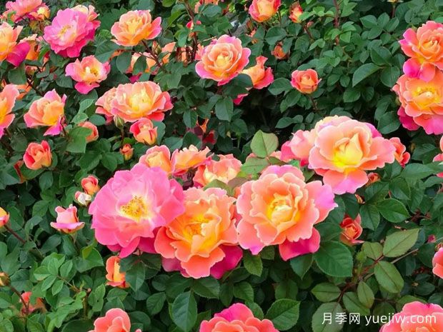 果汁绝代佳人月季(图2)