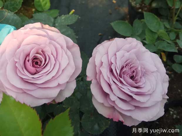 蓝色清晨月季(图1)