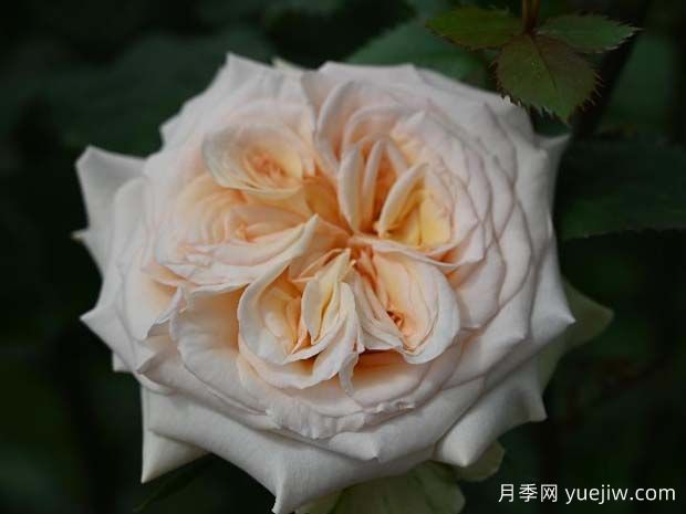 拾季玫瑰月季(图2)