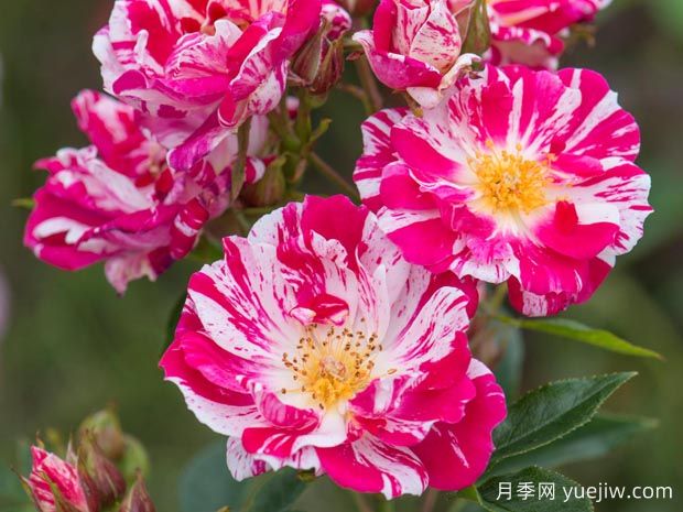 星条旗月季(图1)