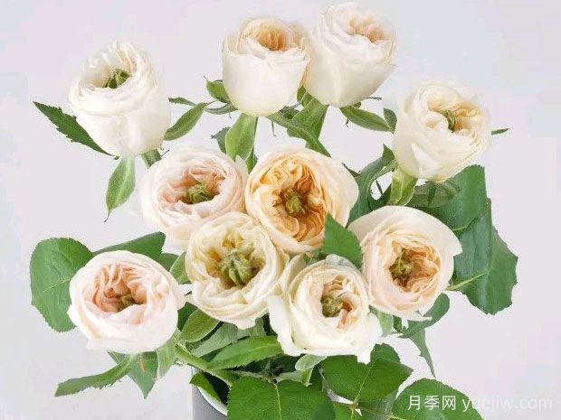 王昭君月季(图3)