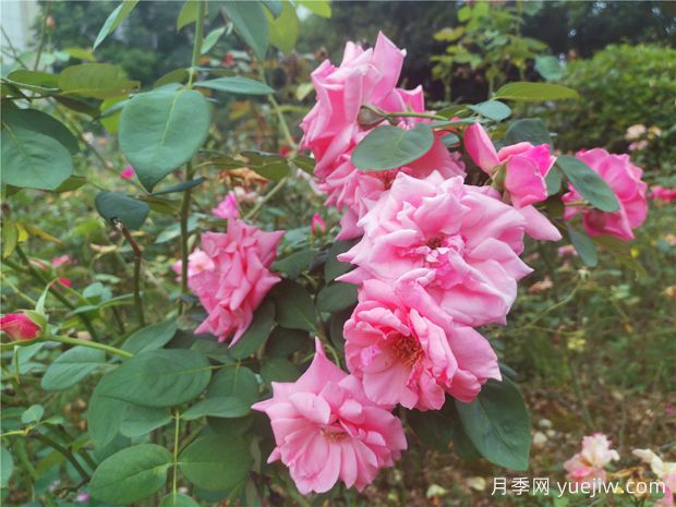 吉安月季应用和月季景观(图2)