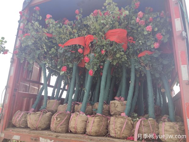 树状月季花开一路，建设大美绍兴(图2)