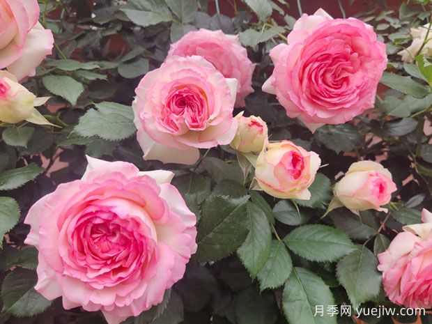 世界最好看的十大月季花品种，有龙沙宝石、彩云、果汁阳台(图1)