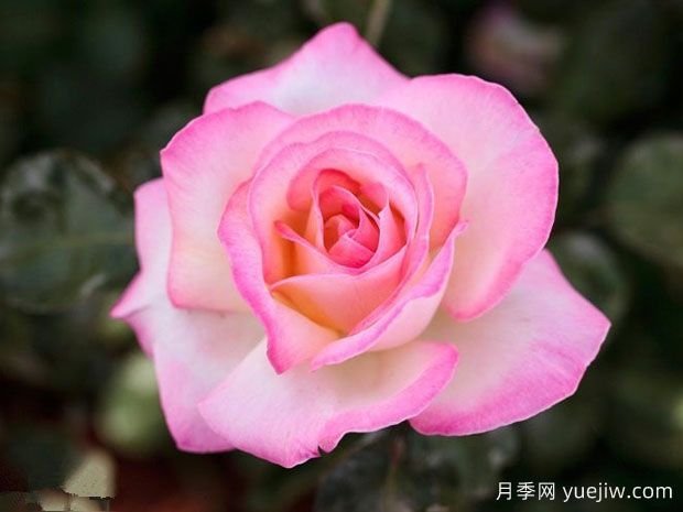 世界最好看的十大月季花品种，有龙沙宝石、彩云、果汁阳台(图3)