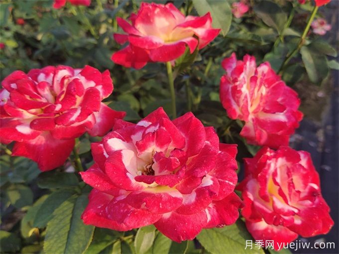 大花月季的种植方法和注意环节(图3) 大花月季的种植方法和注意环节(图3)