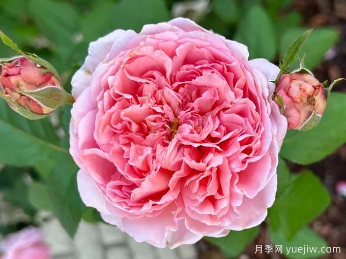 普雷里维尔王子月季(图1)