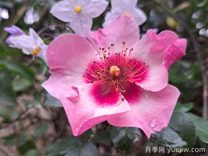 明亮纽扣眼睛月季(图2)