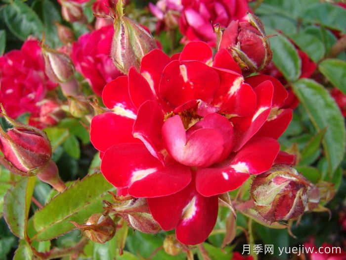 红色恶意月季(图1)