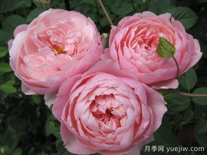 安妮克城堡月季,花姿优雅,色彩迷人(图2) 安妮克城堡月季,花姿优雅,色彩迷人(图2)