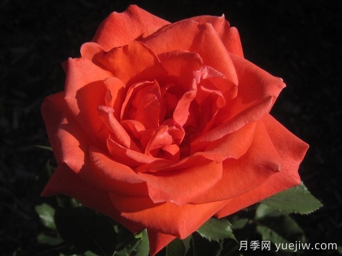 ​激情似火月季(图1)