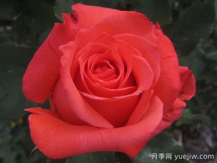 ​激情似火月季(图2)