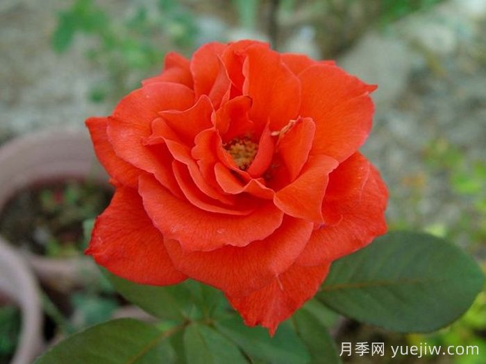 ​激情似火月季(图3)