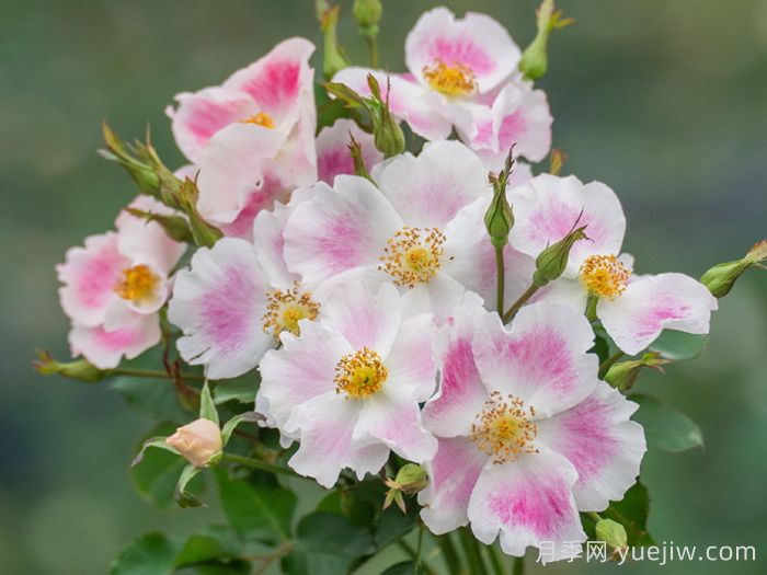 桃华影月季(图2)