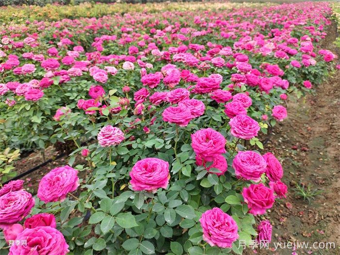 月季花开，南阳月季在园林绿化的场景展示(图4)