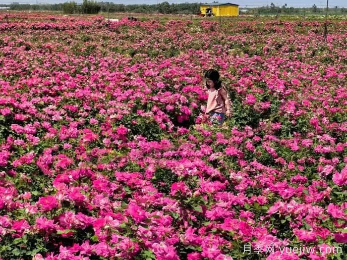 月季名园：西安西咸新区云间花境(图1)