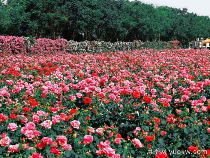 月季名园：西安西咸新区云间花境(图2)