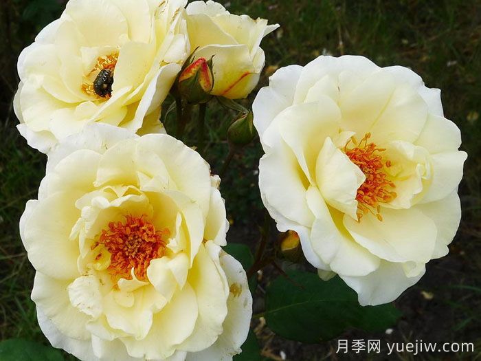 象牙时尚月季(图1)