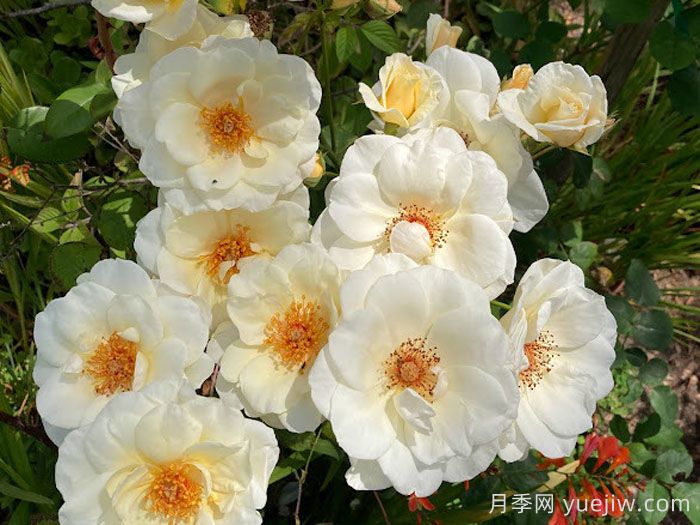 象牙时尚月季(图3)