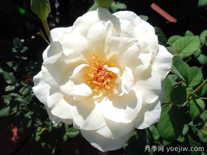 象牙时尚月季(图2)