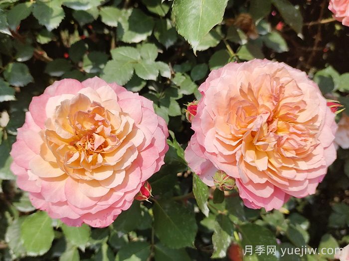 月季,与花卉有关的一些知识(图1) 月季,与花卉有关的一些知识(图1)