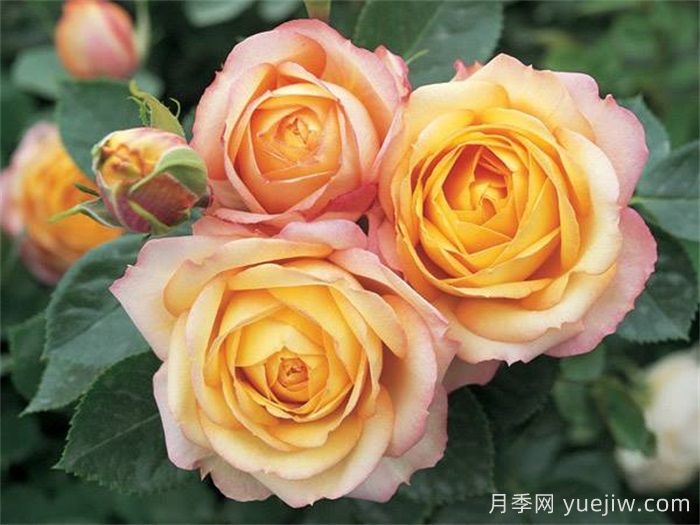 送玫瑰花的花语代表的意义(图1)